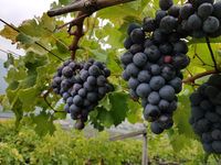 Spengler Weindepot Pfaffenhofen Weine aus aller Welt Italien