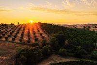 Serpaia Endrizzi Toscana Sonnenuntergang Spengler Weindepot